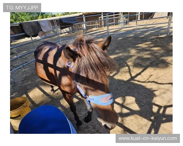 泰国马术协会引入智能马鞍系统,实现实时数据监测与分析,提升骑乘体验。